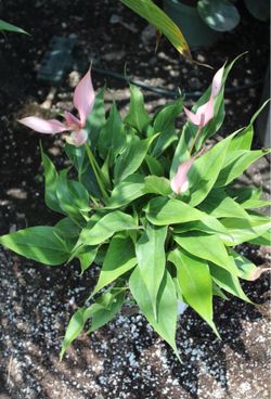 Anthurium ‘Lilli’