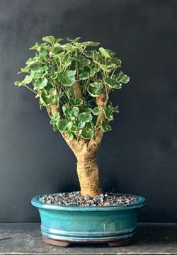 Bonsai Aralia