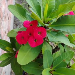Crown Of Thorns Corona De Espinas Plant 