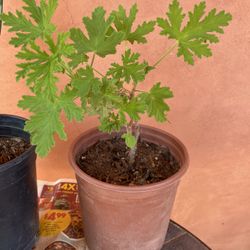 Cintronela Plant