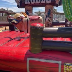 Rodeo bull