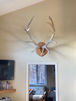 Elk antlers