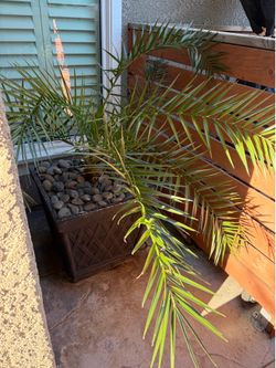 Canary island date palm