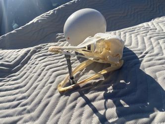 Ostrich Skull With Bottom Jaw And Egg