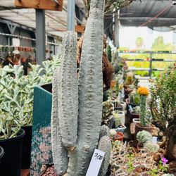 Euphorbia Abdelkuri Cluster Imported