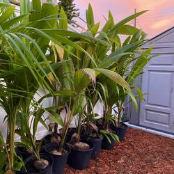 Coconut Palms