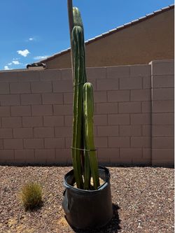 Mexican fence post