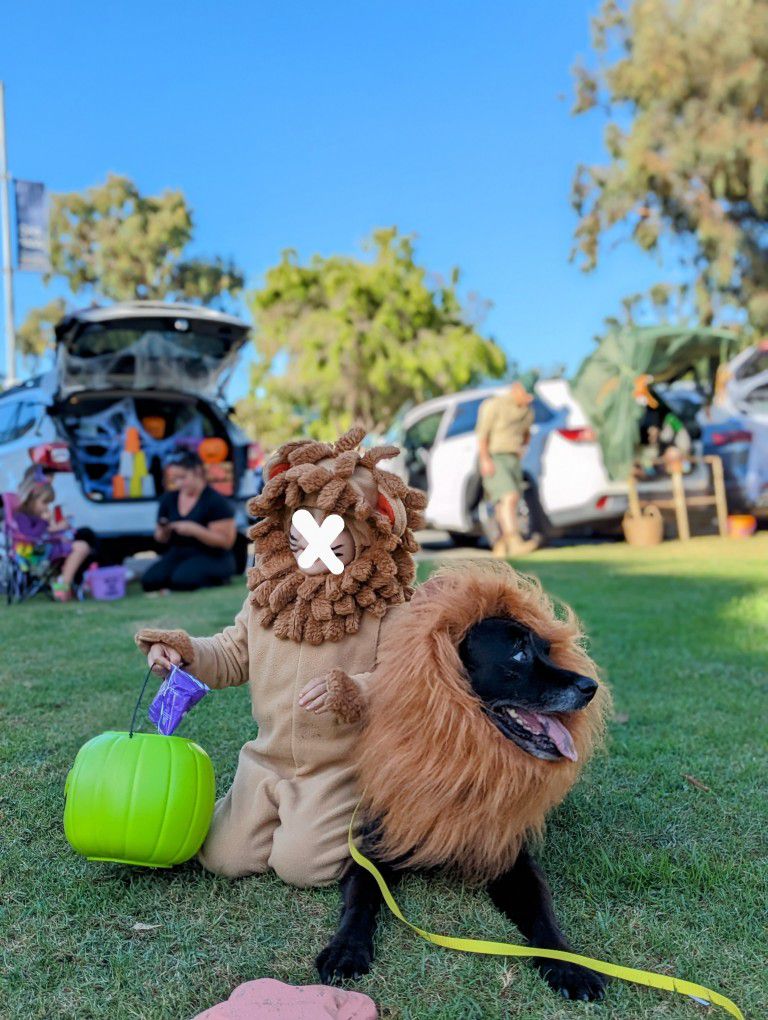 Dog Costume / Lion Costume 