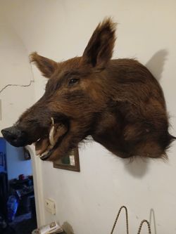 BIG BOAR  LARGE MOUNT