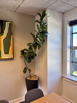 German-Made Lechuza Tall Self-Watering Planter + 7 ft Fiddle Leaf Fig – $450+ Retail Value