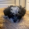 Rosalee