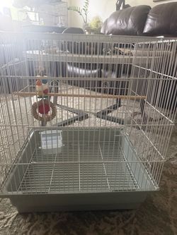 Bird age with toy