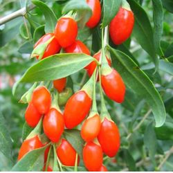 Wolfberry Berry Goji Berry Seedling Live Plant Tree (Lycium barbarum) - Lycium 3 Gallon 4ft Tall