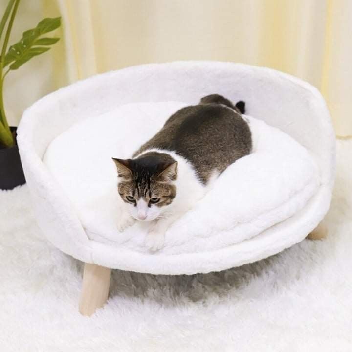 Bingo Paw Raised Pet Dog Cat Bed New In Box