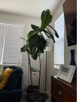 Indoor plants  2 x1