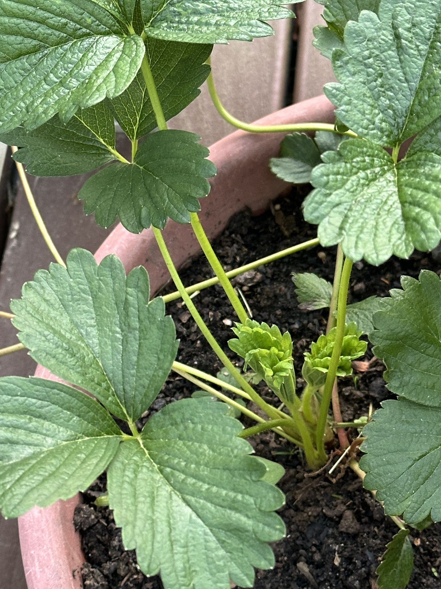 Mature Strawberry Plant