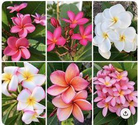 PLEASE ADOPT MY BIG BEAUTIFUL PLUMERIAS! Only $15 - $25!