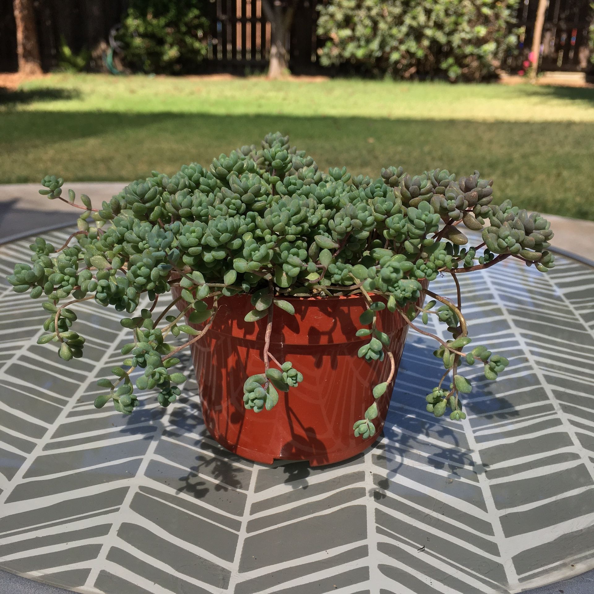 Corsican Stonecrop Succulent