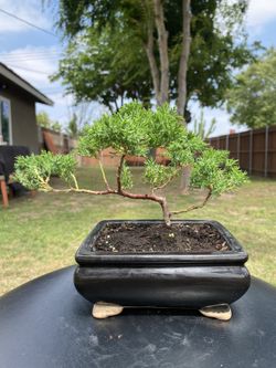 Juniper Bonsai 6” Pot