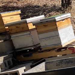 Bees , Mated Queens , 3 Frame Nucs, Beehive Honey, Swarm Rescues