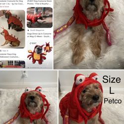 $5 Petco Costume size Large in great condition pickup in Boca raton