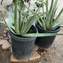 Xl Large Aloe Plants