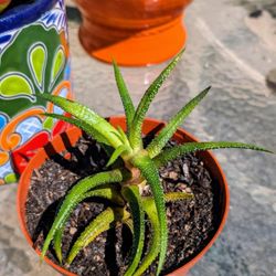 Succulent 