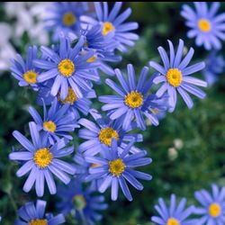 Felicia Amelloides Blue Daisy Marguerite Flowering Plant in 1 Gallon Pot