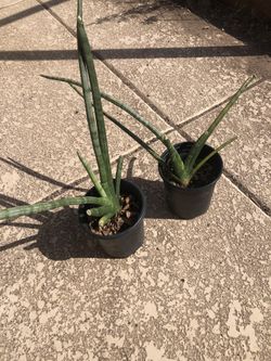 Snake Plant Cylindrica 1 Gallon