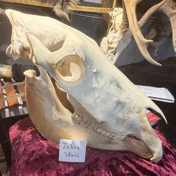 TAXIDERMY ZEBRA SKULL
