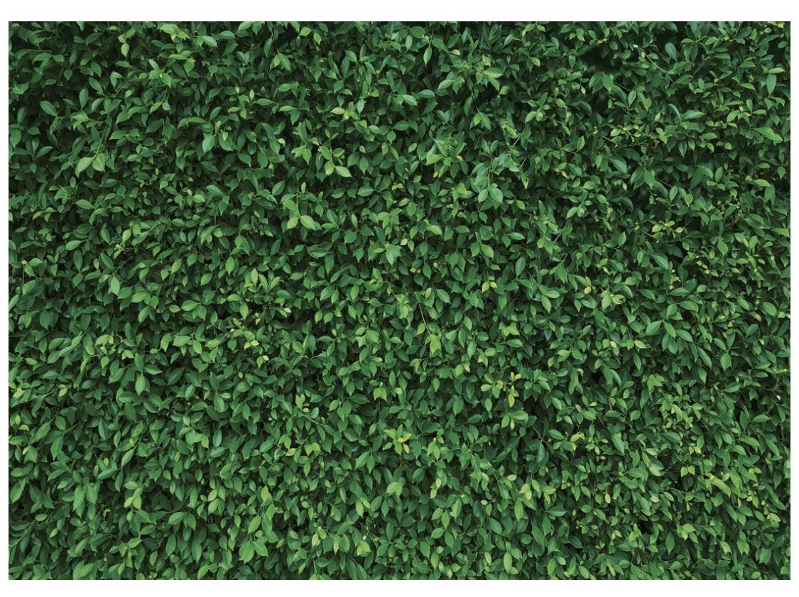 7x5FT Green Leaves Photography Backdrops Mmicrofiber Nature Backdrop Birthday Background for Birthday Party Seamless Photo Booth Prop Backdrop