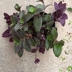 Patio Plant In One Galon  Pot