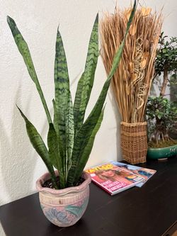 Snake Plant Houseplant in Decorative Terracotta Pot Home Decor Live Plant Tropical Indoor