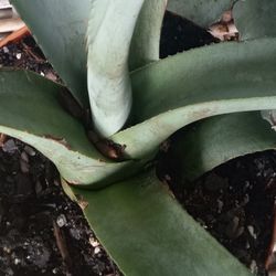 Blue Agave Plant 