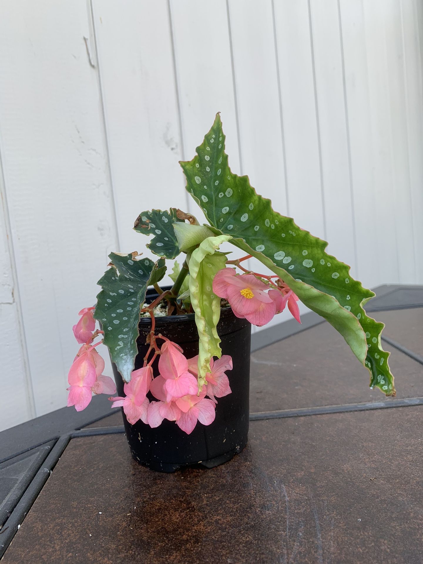 4” Pink Flowering Angel Wing Begonia (pick up only)