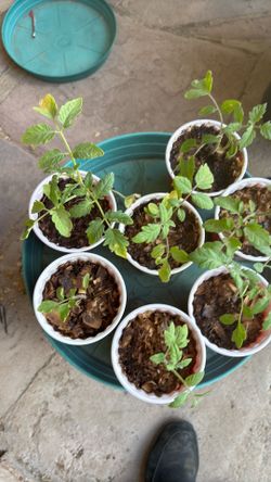 Vegetables , tomatoes
