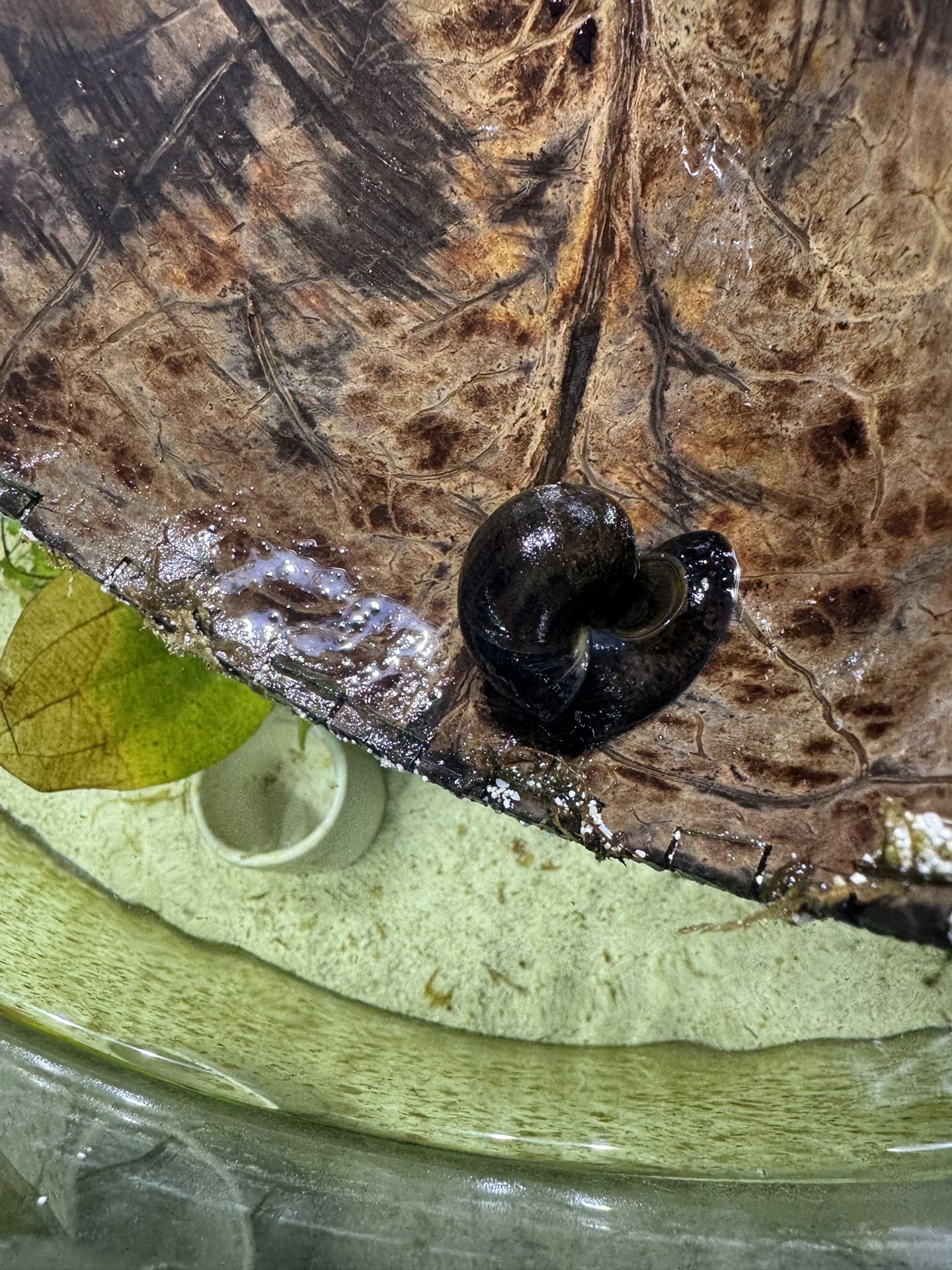 Free Aquarium Snail