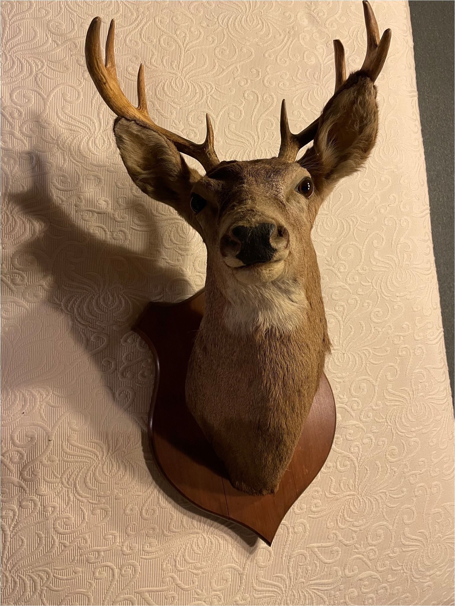 Deer Head $220