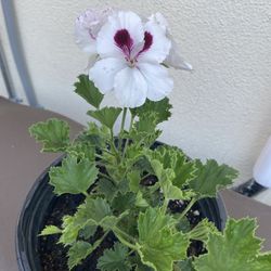 Geranium Washington Plant, In 1 Gallon Pot Pick Up Only