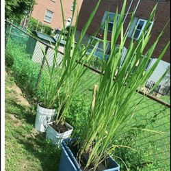8 Water bamboo plant seedling 