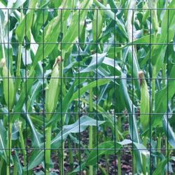 5 ft. H x 50 ft. L 2 in. x 4 in. Green Vinyl Coated Fence