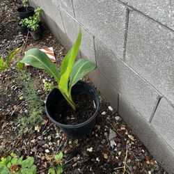 Canna lily red plant