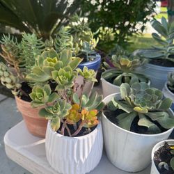 Beautiful Healthy Succulents – Mini & Medium Potted Plants