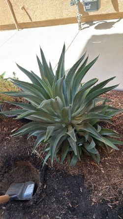 Agave plants