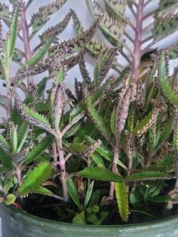 ORGANIC MOTHER OF THOUSANDS PLANT.