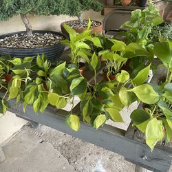 $7 Plants, Located in Perris!