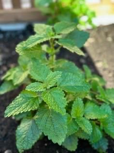 Mint lemon balm