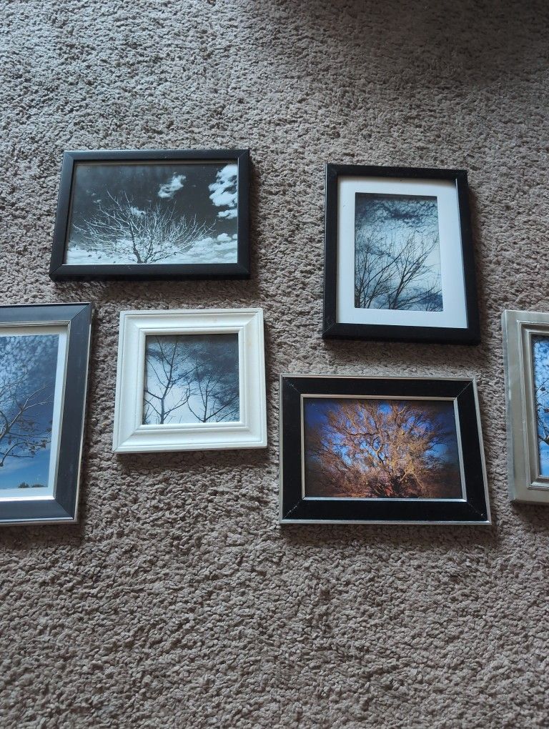 Tree Collage Of 6 Framed 