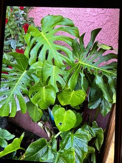 Monstera