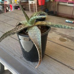 Aloe Vera Plant 